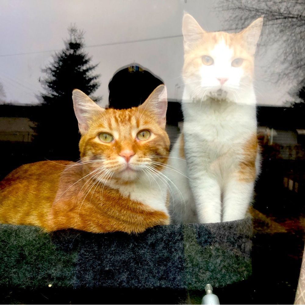 Meet your Poshers, Oscar & Butters